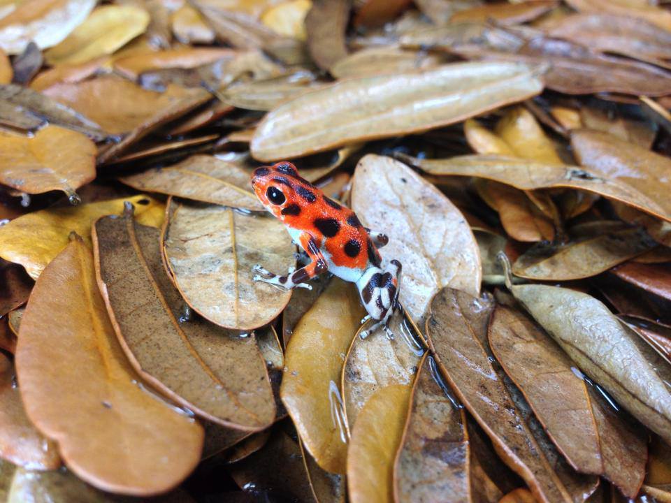 Oophaga pumilio "Bastimentos" Cemetary