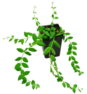 Suitable Terrarium Plants&nbsp;-A