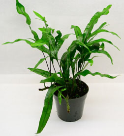 Suitable Terrarium Plants –&nbsp;K