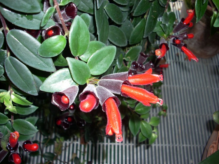 lipstick_plant_at_usbg