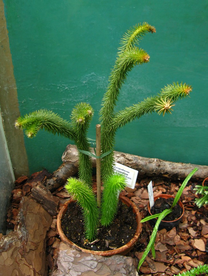 lycopodium_squarrosum_ujbg