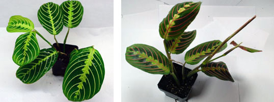 Suitable Terrarium Plants –&nbsp;M