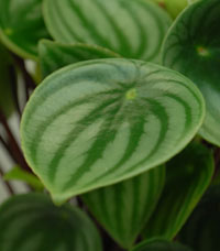 peperomiawatermelon2