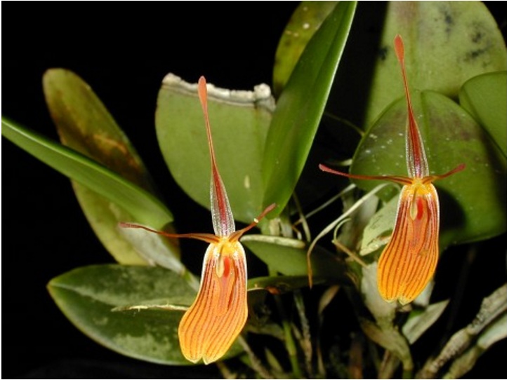 Suitable Terrarium Plants –&nbsp;R