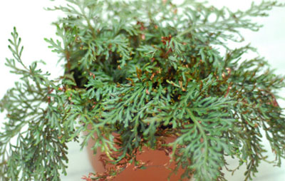 selaginellaerythropus1