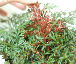 Suitable Terrarium Plants –&nbsp;S