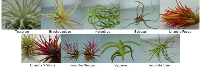 Suitable Terrarium Plants –&nbsp;T