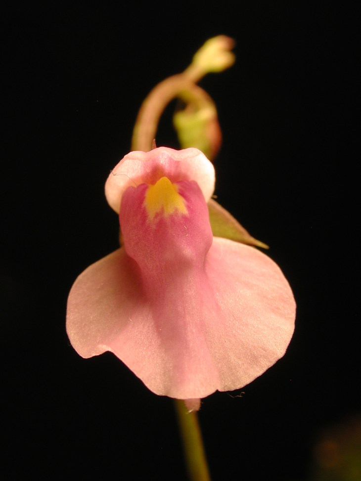 utricularia_calycifida_-_front