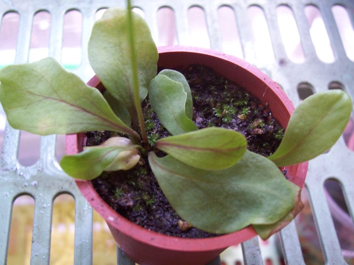 utricularia_calycifida_leaves