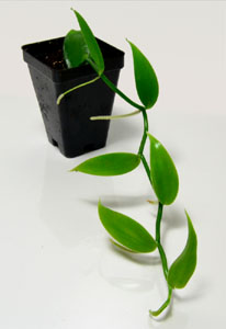 vanillaplanifolia