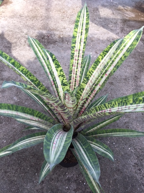 vr-20josefa20leon202