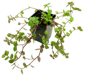 wanderingjewbolivian