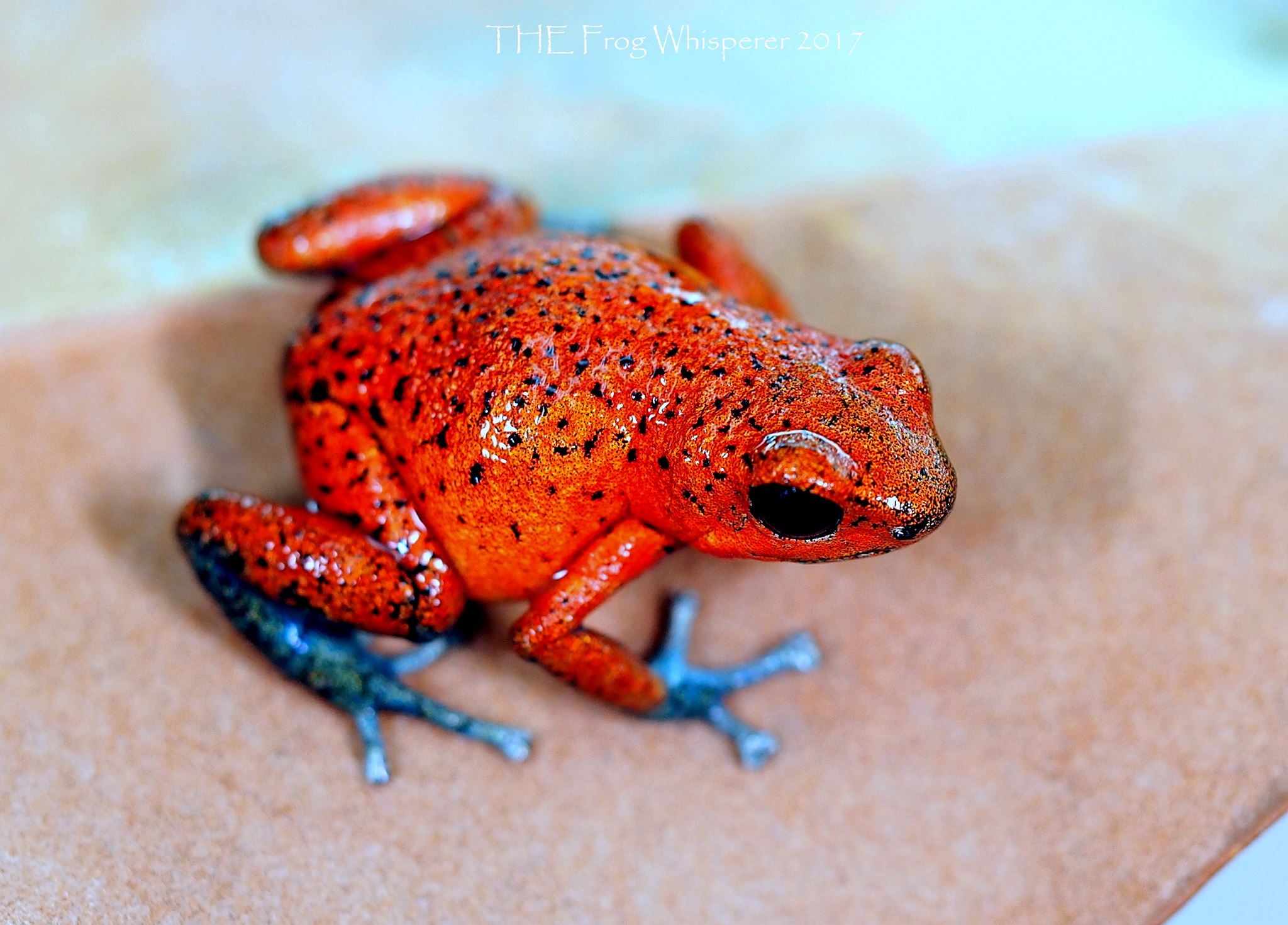 Bahia Grande, Cristobal Island