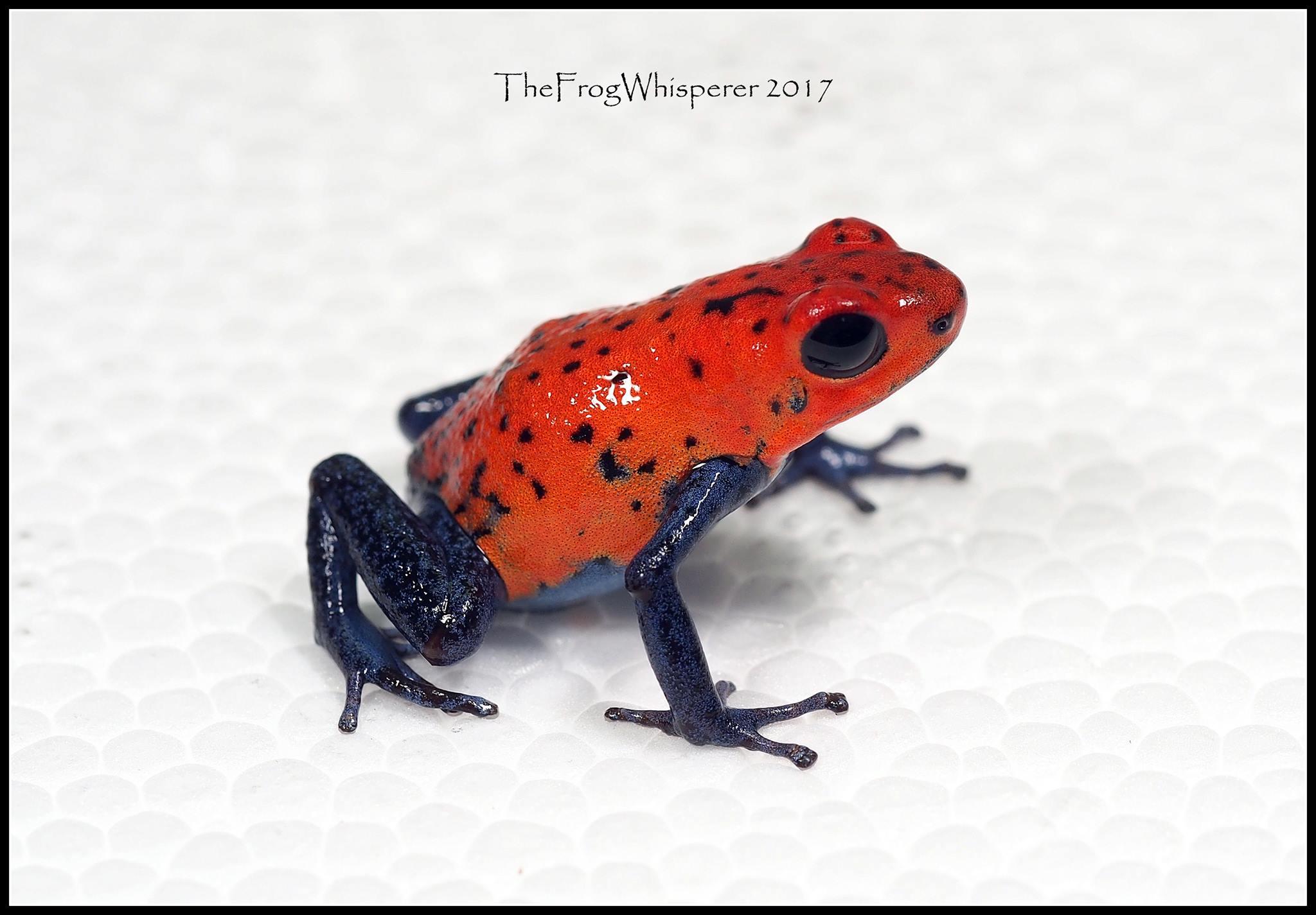 Blue Jeans - Nicaragua.jpg