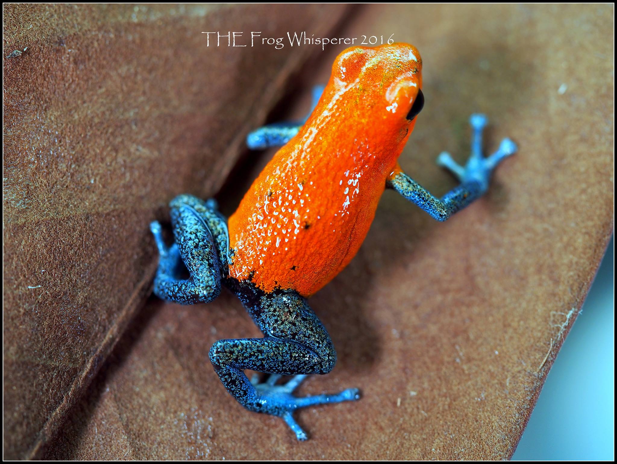 Charco la Pava - population 1