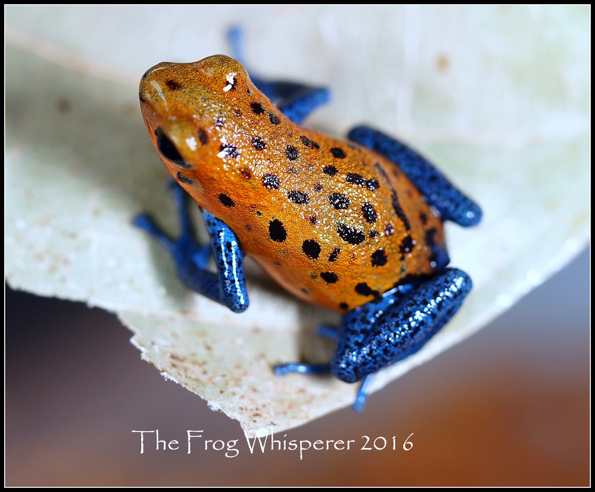 Charco la Pava - population 2.jpg