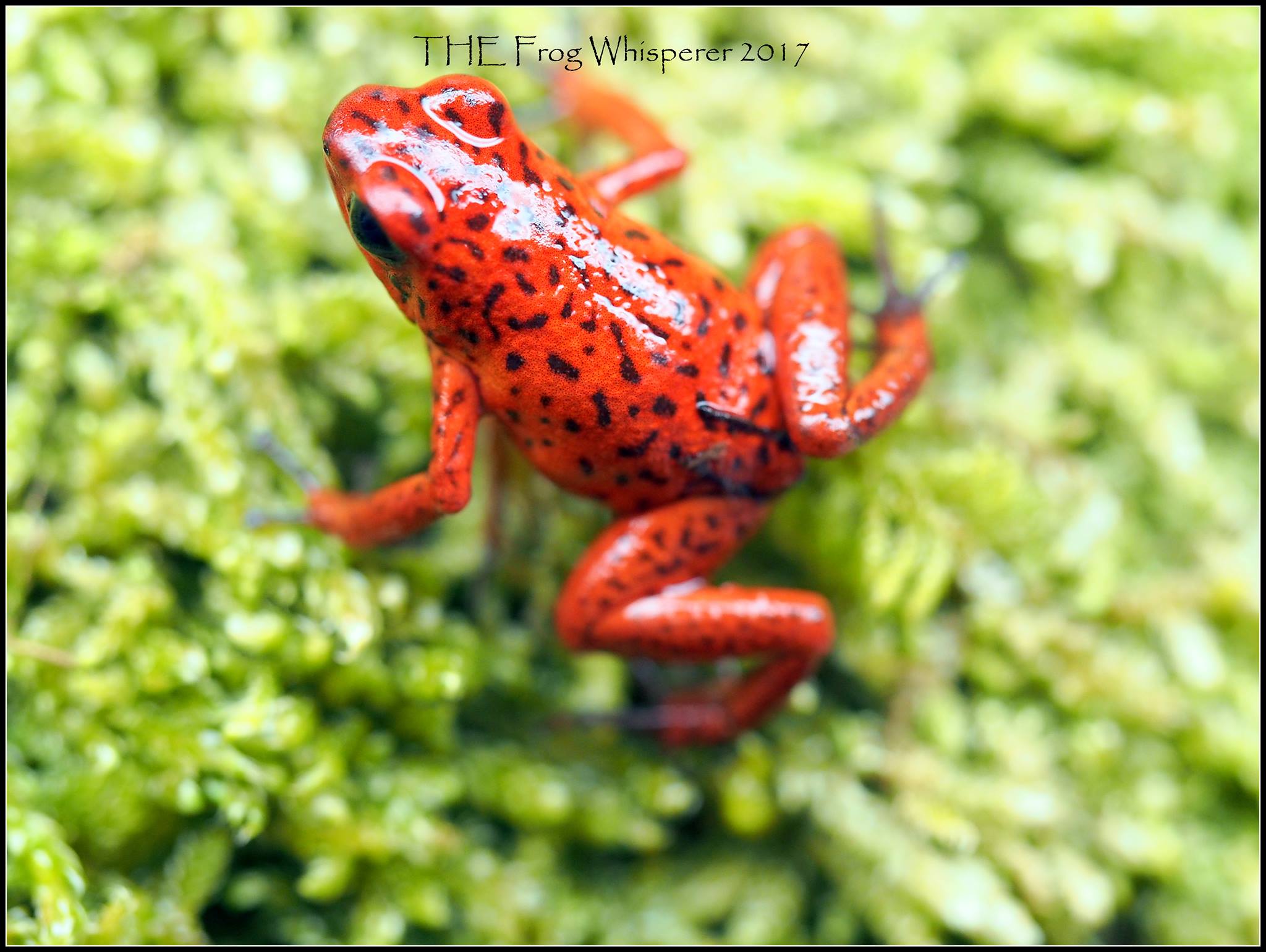 Costa Rican Bri Bri.jpg