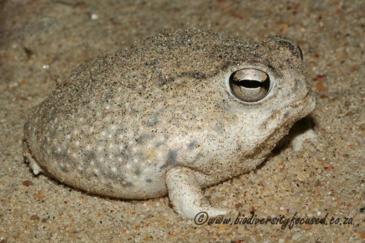 Desert Rain Frog (Breviceps macrops) (2)