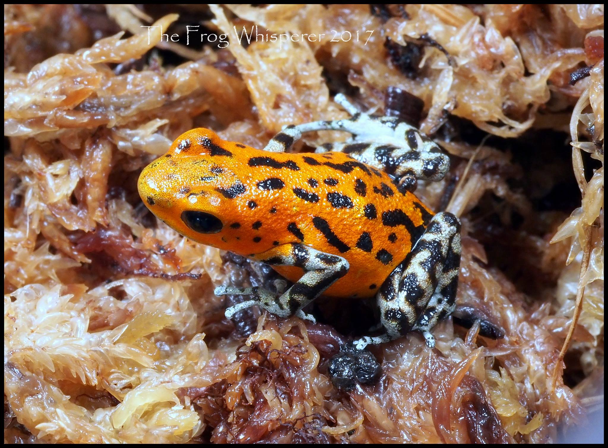 Pico de Chiriqui.jpg