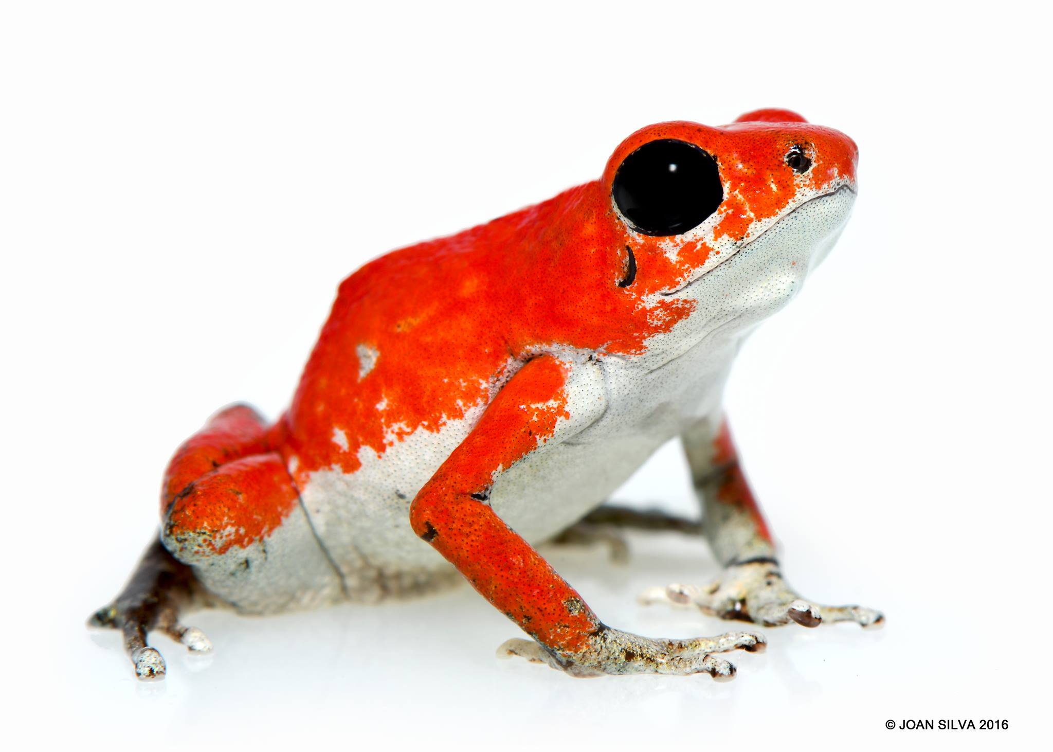 silva - punta vieja.jpg