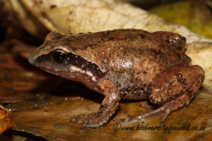 Hogsback Chirping Frog (Anhydrophryne rattrayi) (1).jpg