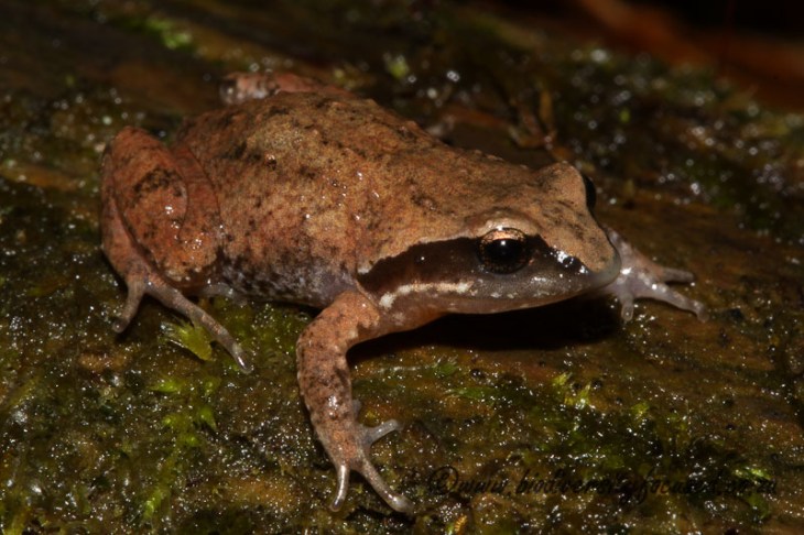 Hogsback Chirping Frog (Anhydrophryne rattrayi) (3)