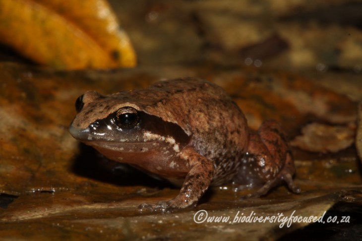 Hogsback Chirping Frog (Anhydrophryne rattrayi) (5).jpg