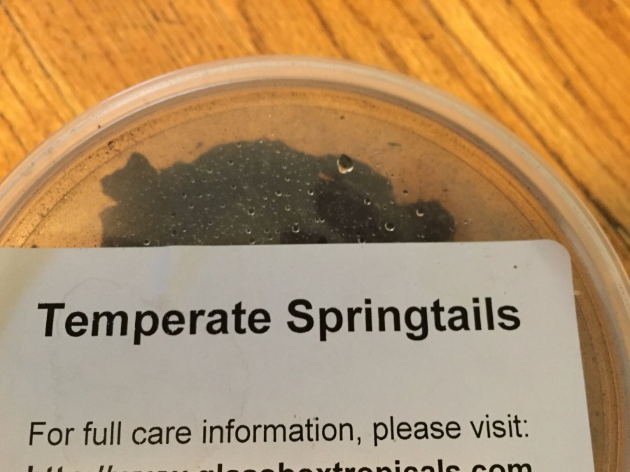 Culturing Springtails