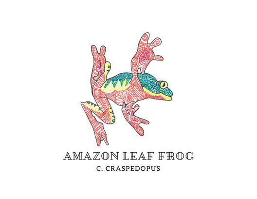 Amazon Leaf Frog