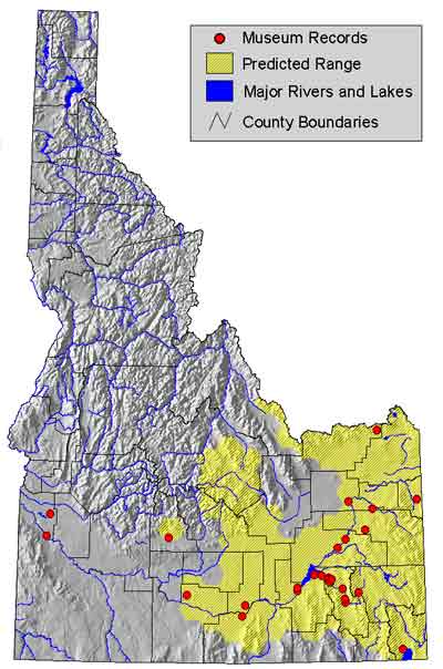 chorus frog ID range