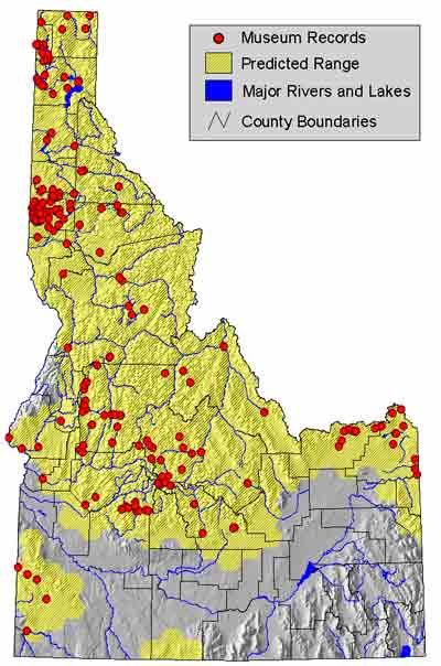 columbia spotted frog ID range.jpg