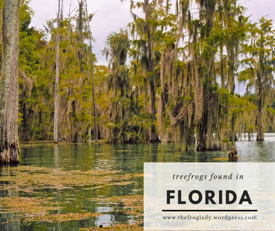 Florida Treefrogs
