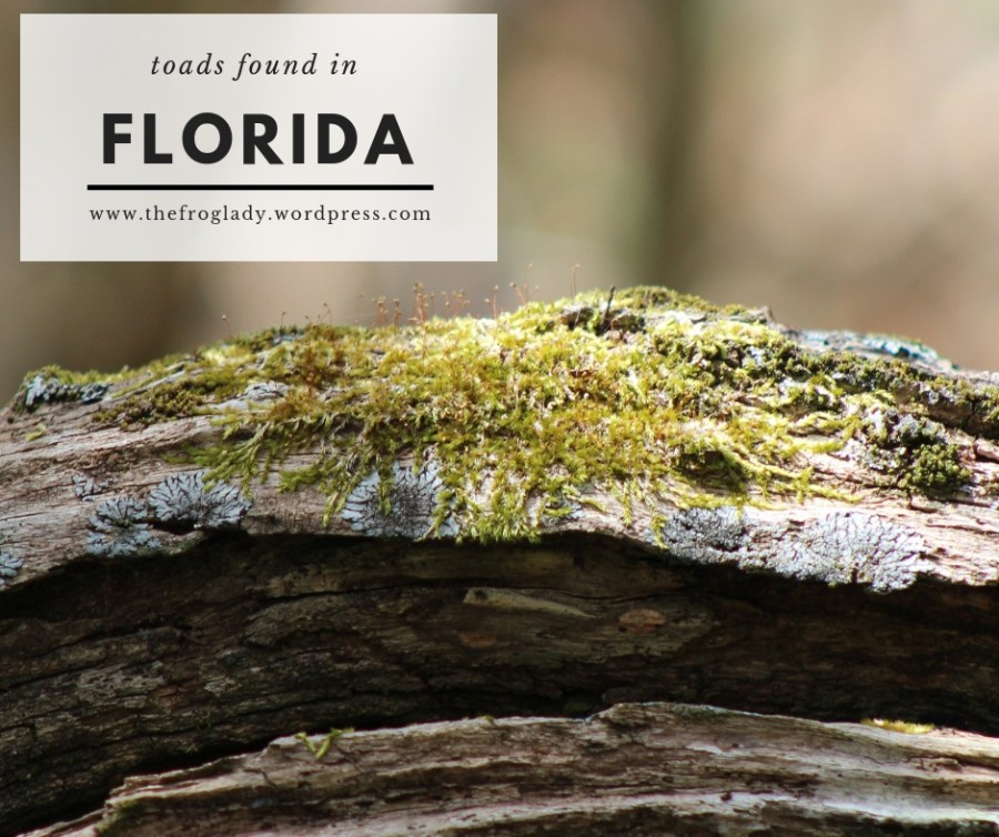 Florida Toads