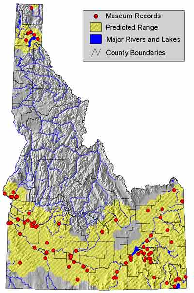 leopard frog ID range