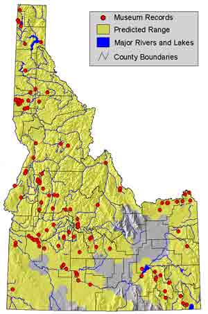 western toad ID range