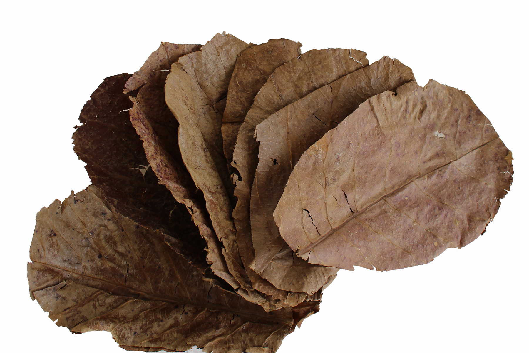 indian almond leaves.png