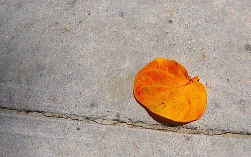 Types of leaf litter for&nbsp;Terrariums