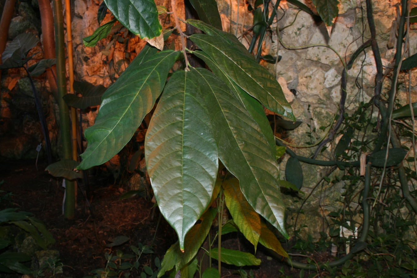 Theobroma-cacao-leaves.jpg