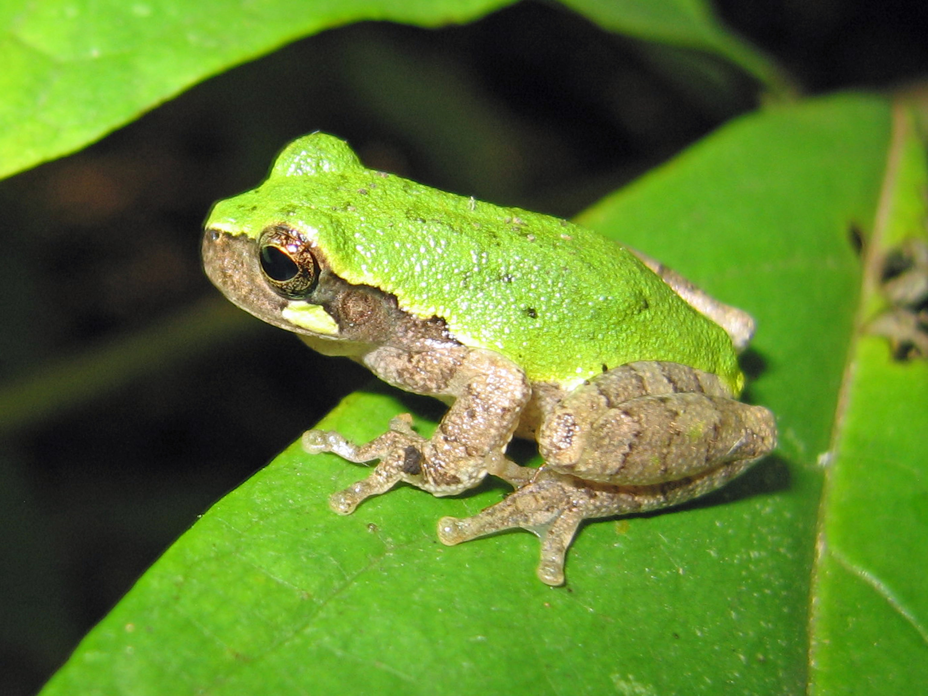 Bird Voiced Tree frog
Hyla Avicoca