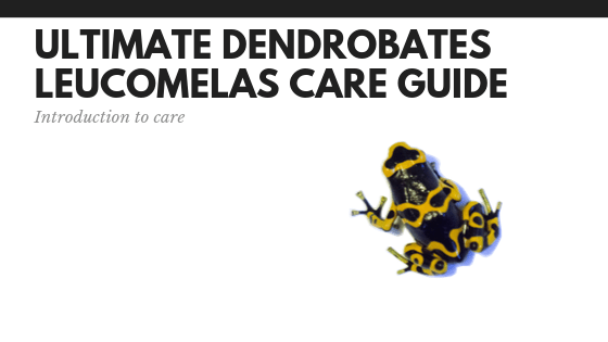 Ultimate Dendrobates leucomelas care&nbsp;guide