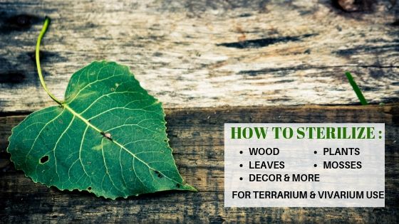 Sterilize decor for&nbsp;terrarium