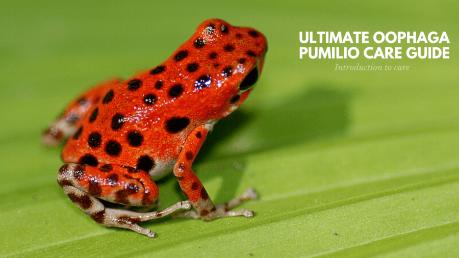 Ultimate Oophaga pumilio care&nbsp;guide
