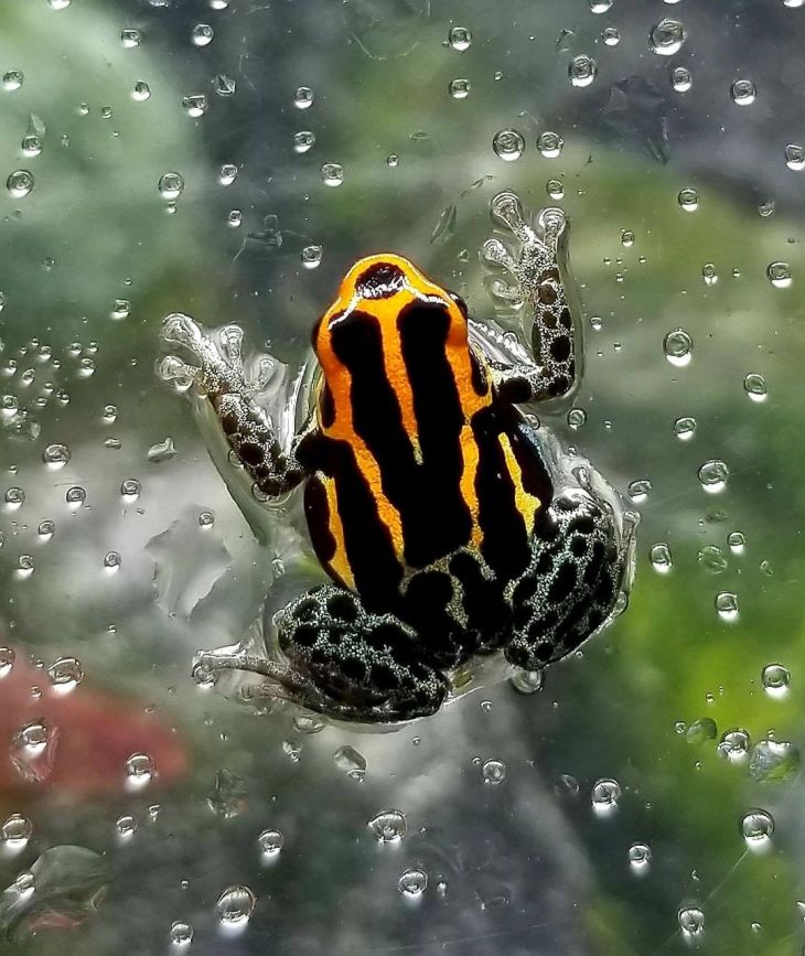 The Frog Lady – Engineer by day; Frogger by night!